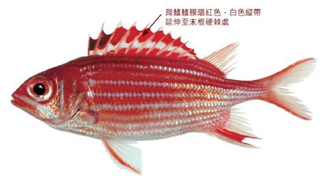 銀帶好養嗎|雙須骨舌魚(銀帶):物種學史,形態特徵,棲息環境,生長習性,分布範圍…